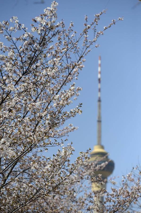 CHINA-BEIJING-CHERRY BLOSSOMS (CN)