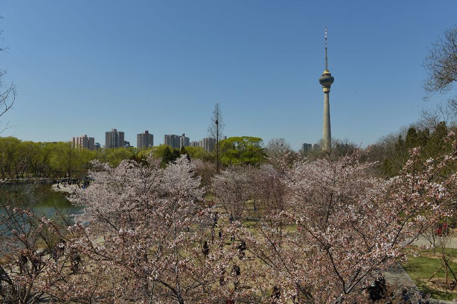 CHINA-BEIJING-CHERRY BLOSSOMS (CN)