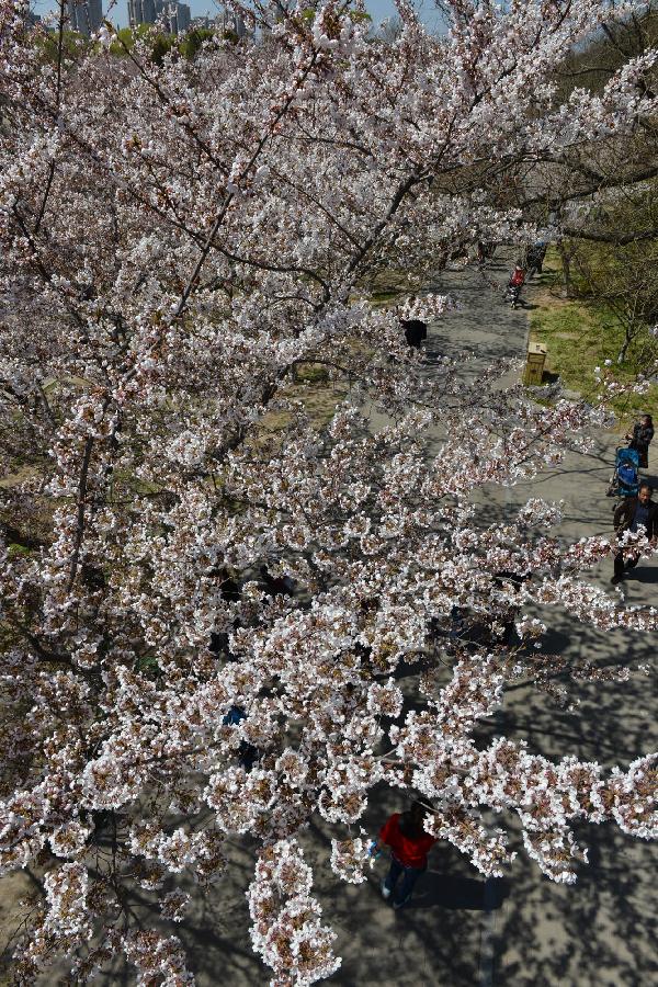 CHINA-BEIJING-CHERRY BLOSSOMS (CN)