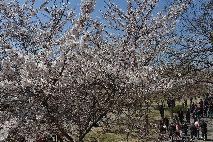 CHINA-BEIJING-CHERRY BLOSSOMS (CN)