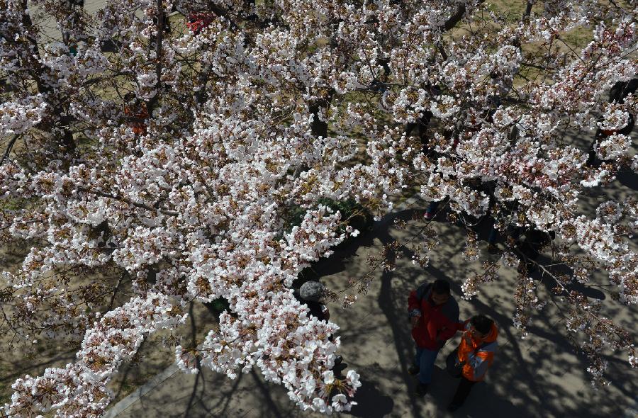 CHINA-BEIJING-CHERRY BLOSSOMS (CN)