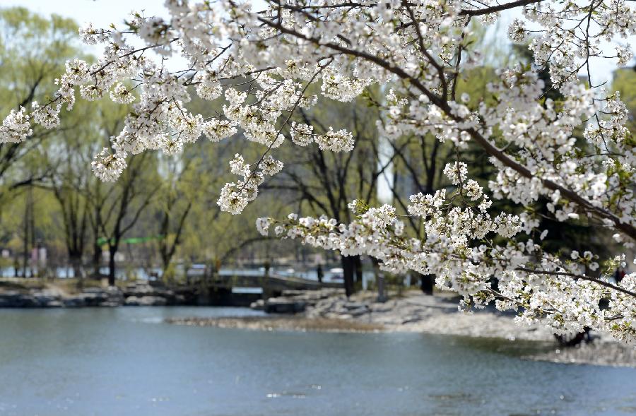 CHINA-BEIJING-CHERRY BLOSSOMS (CN)