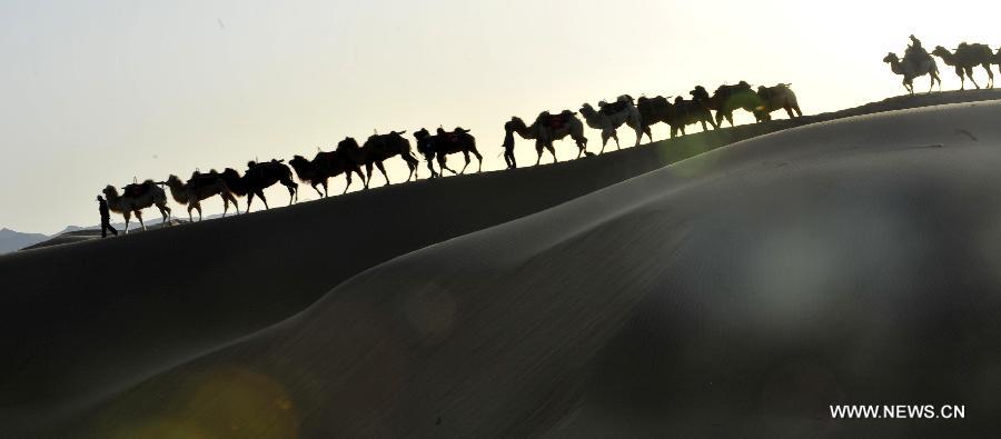  Camels walk in the desert to wait for tourists at the scenic area of Shapotou in Zhongwei City, northwest China's Ningxia Hui Autonomous Region, April 11, 2013. 