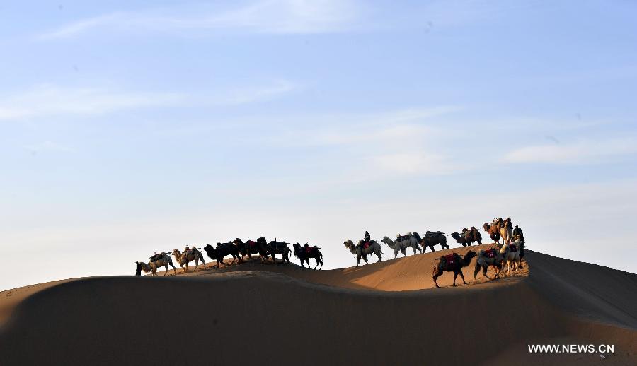  Camels walk in the desert to wait for tourists at the scenic area of Shapotou in Zhongwei City, northwest China's Ningxia Hui Autonomous Region, April 11, 2013.