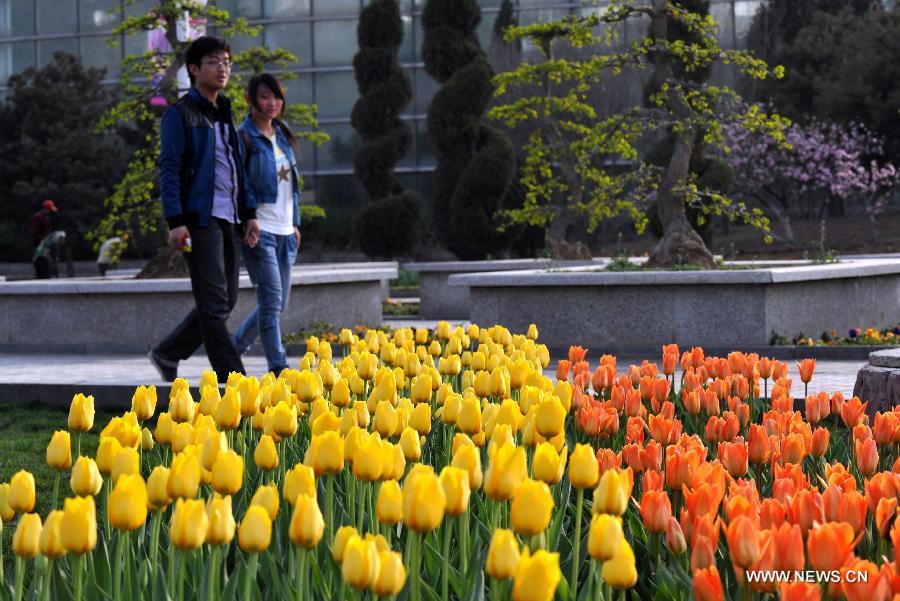 CHINA-HEBEI-SHIJIAZHUANG-TULIPS (CN)