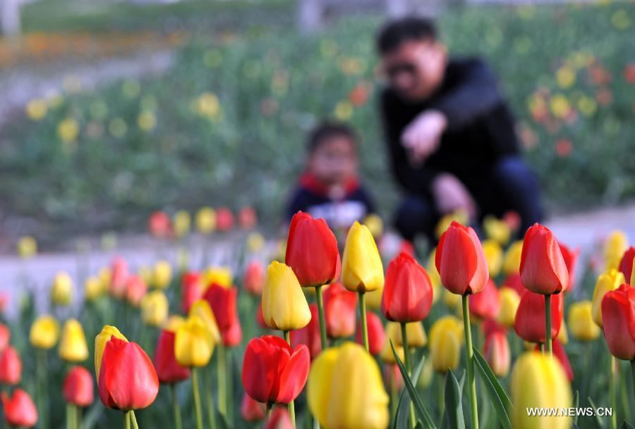 CHINA-HEBEI-SHIJIAZHUANG-TULIPS (CN)