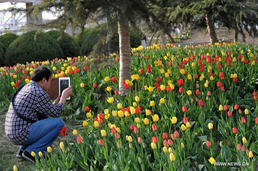 CHINA-HEBEI-SHIJIAZHUANG-TULIPS (CN)