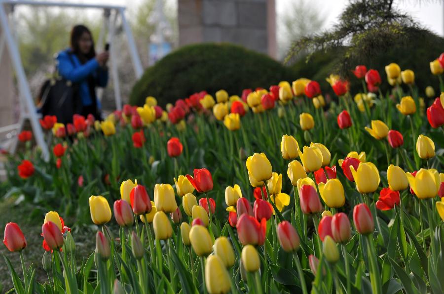 CHINA-HEBEI-SHIJIAZHAUNG-TULIPS (CN)