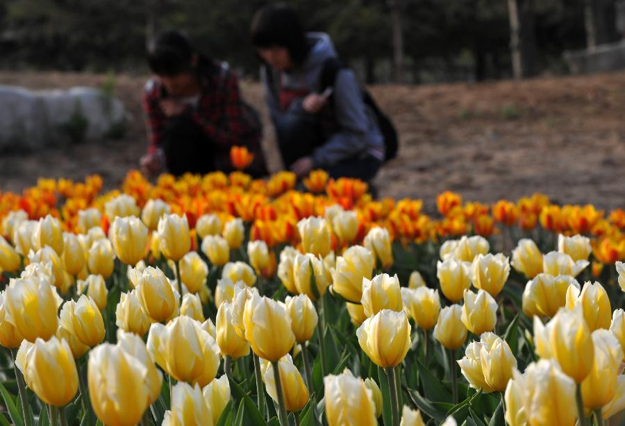 CHINA-HEBEI-SHIJIAZHAUNG-TULIPS (CN)