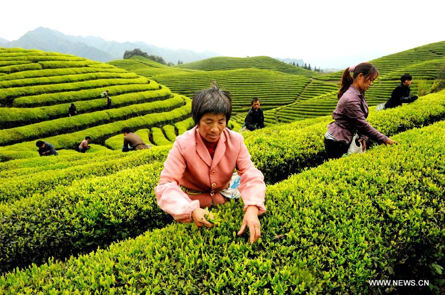 #CHINA-ZHEJIANG-TEA-PICKING (CN)