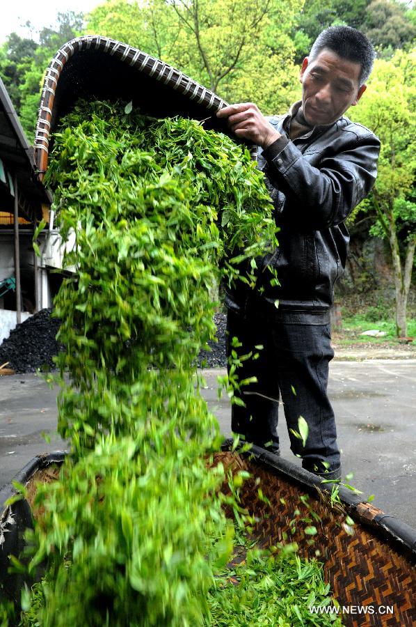 #CHINA-ZHEJIANG-TEA-PICKING (CN)