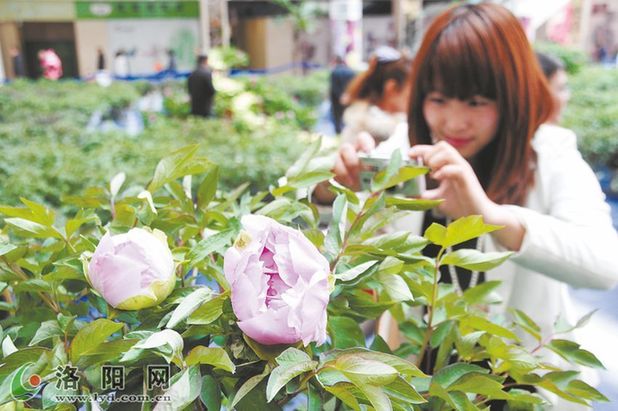 Luoyang Peony Cultural Expo kicks off in Qingdao