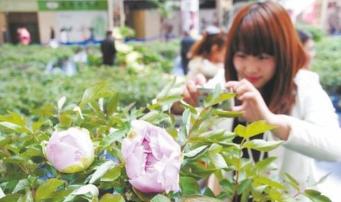 Luoyang Peony Cultural Expo kicks off in Qingdao
