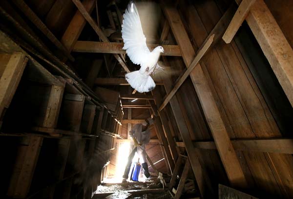 A worker disinfects a pigeon coop at a Tiantongyuan community public square in Beijing's Changping district on Sunday. The community's property management company has restricted the outdoor activity of more than 300 pigeons it raised in the square. These birds will not be allowed go outside the coop until the end of the H7N9 bird flu outbreak. [Photo/China Daily]