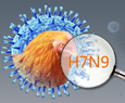 Fighting against H7N9 Bird Flu
