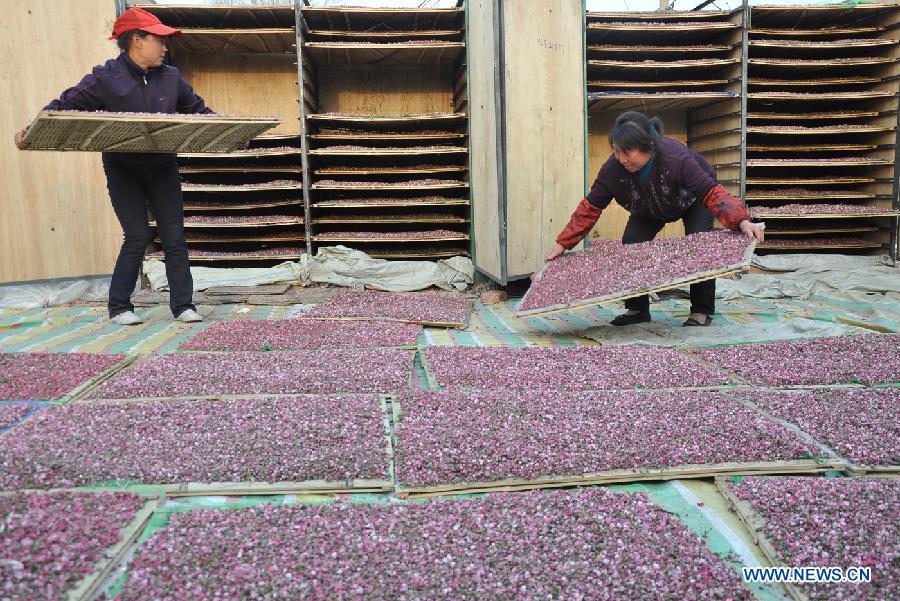 #CHINA-SHANDONG-YIYUAN-PEACH BLOSSOM PICKING (CN)