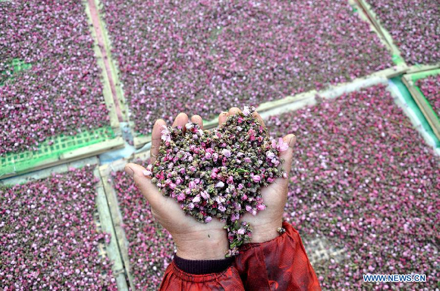 #CHINA-SHANDONG-YIYUAN-PEACH BLOSSOM PICKING (CN)