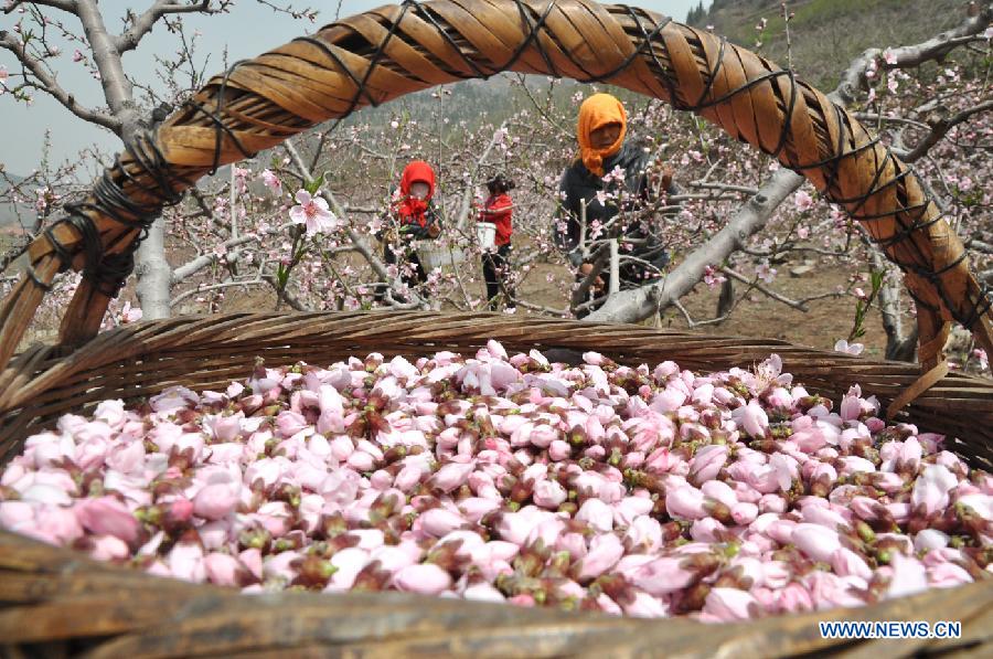 #CHINA-SHANDONG-YIYUAN-PEACH BLOSSOM PICKING (CN)