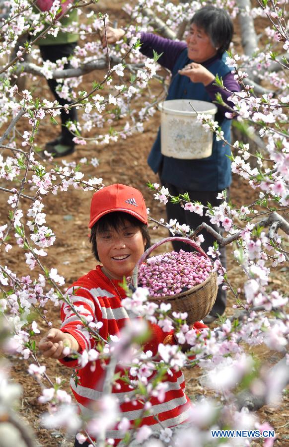 #CHINA-SHANDONG-YIYUAN-PEACH BLOSSOM PICKING (CN)