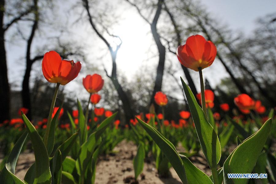 CHINA-SHANXI-TAIYUAN-TULIPS (CN)
