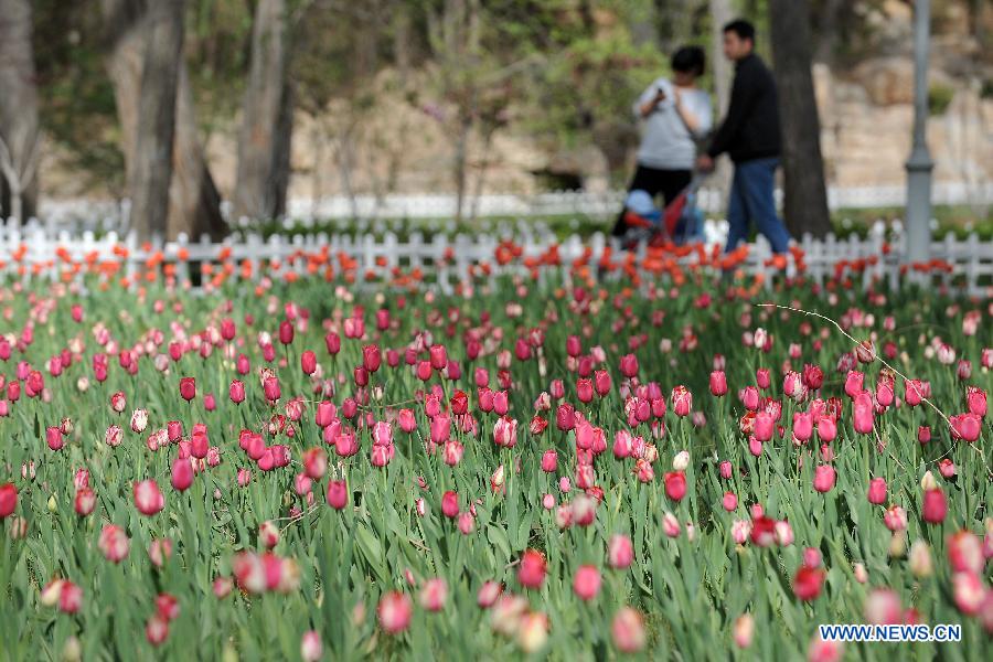 CHINA-SHANXI-TAIYUAN-TULIPS (CN)