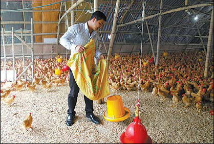 Pan Jianjing, 37, is worried about the cost of keeping his 16,000 unsold chickens on his farm. [China Daily]