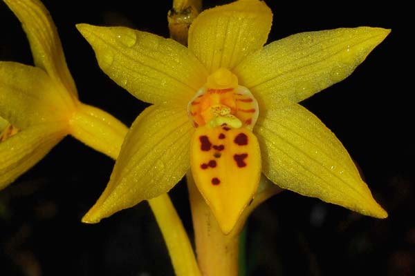 The leafless orchid has been confirmed as a new species. [Photo/China Daily]