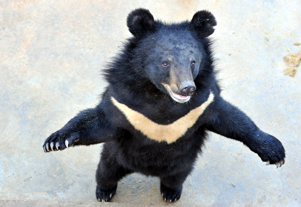 A bear at Gui Zhen Tang's Fujian base, Feb 22, 2012. [Photo/China Daily] 
