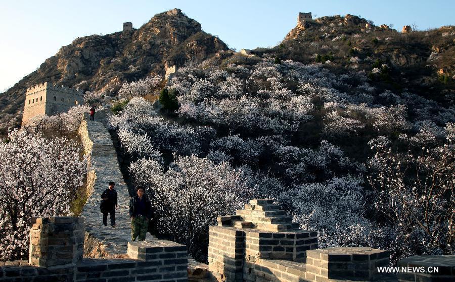 Trees in blossom cluster around the local section of the Great Wall, which dates back to the Ming Dynasty (1368-1644), at Huairou District in Beijing, capital of China, April 18, 2013. (Xinhua/Bu Xiangdong) 