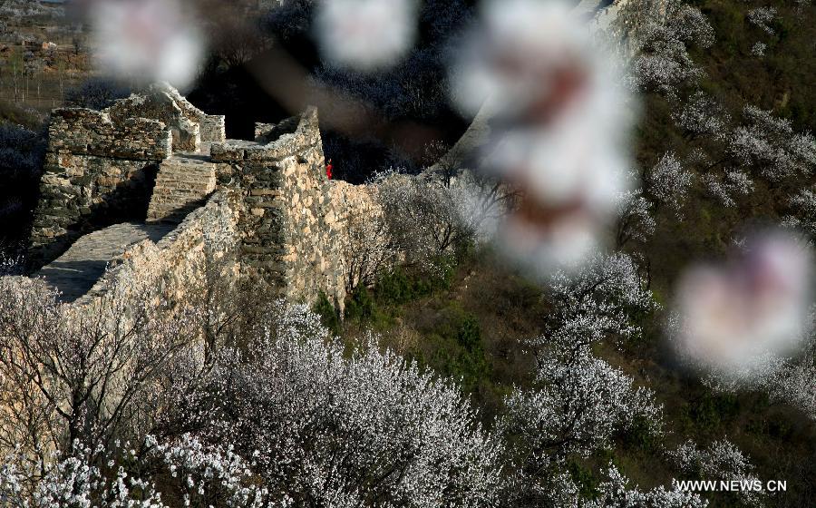 Trees in blossom cluster around the local section of the Great Wall, which dates back to the Ming Dynasty (1368-1644), at Huairou District in Beijing, capital of China, April 18, 2013. (Xinhua/Bu Xiangdong) 