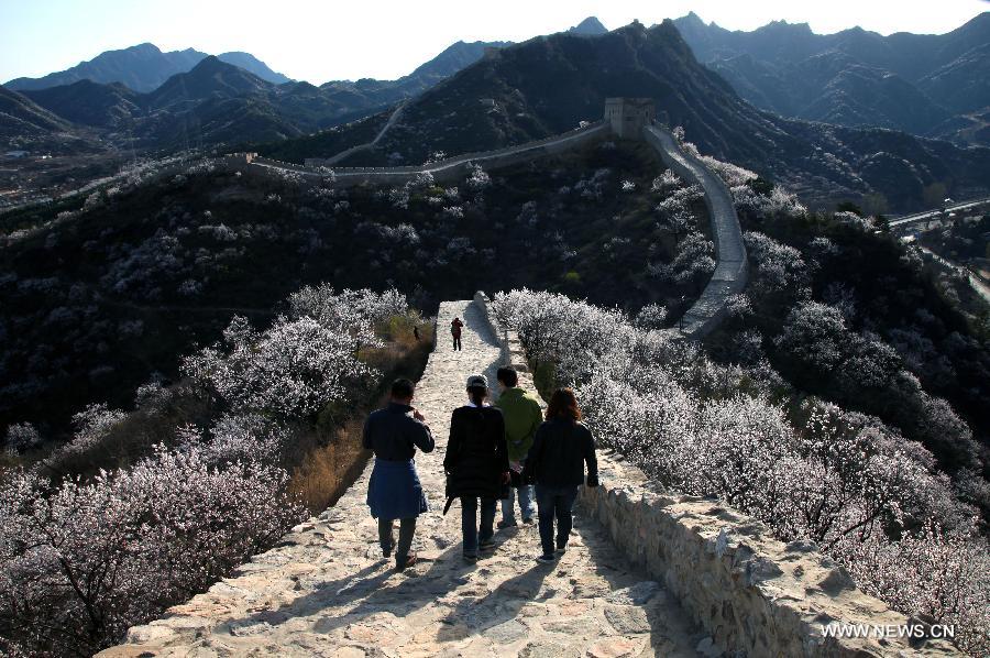 Trees in blossom cluster around the local section of the Great Wall, which dates back to the Ming Dynasty (1368-1644), at Huairou District in Beijing, capital of China, April 18, 2013. (Xinhua/Bu Xiangdong) 