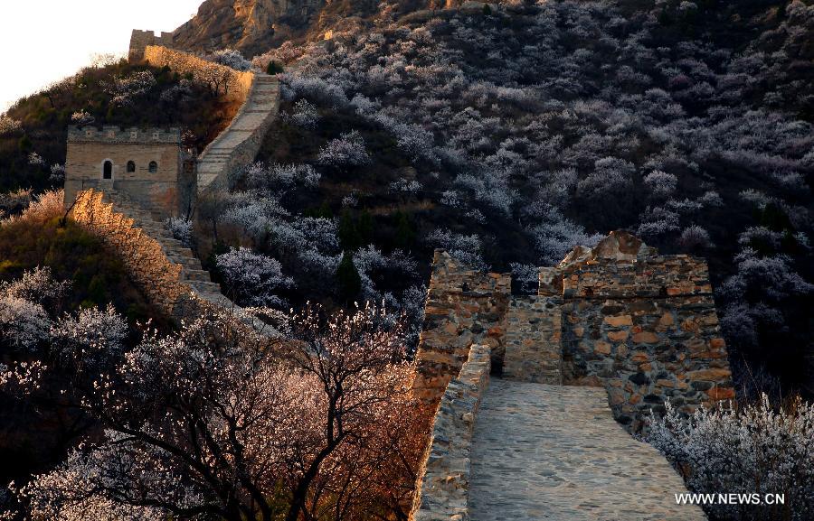 Trees in blossom cluster around the local section of the Great Wall, which dates back to the Ming Dynasty (1368-1644), at Huairou District in Beijing, capital of China, April 18, 2013. (Xinhua/Bu Xiangdong) 