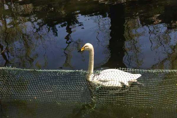 A swan swims in a waterfowl pond within a protective wire fence at the Beijing Zoo on Thursday.[Photo/China Daily]