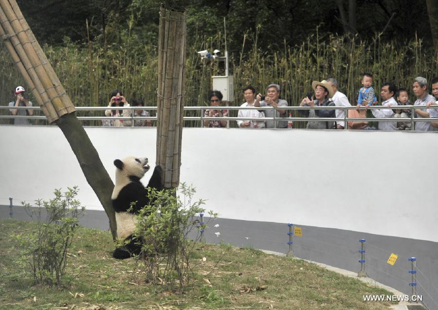 Giant panda 'Shulin' plays in his enclosure at the Liuzhou Zoo in Liuzhou, south China's Guangxi Zhuang Autonomous Region on April 19, 2013. Male giant pandas 'Mingbang' and 'Shulin' were shown on public display for the first time at the zoo on Friday, who were brought here from Sichuan Province last month and they will live here in the next five years. [Xinhua]