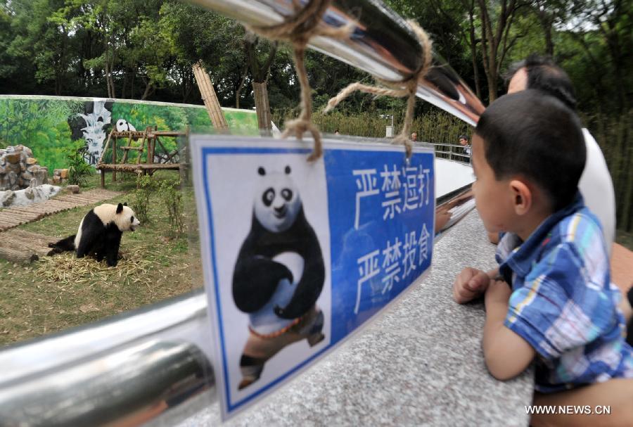 A boy views giant panda 'Shulin' at the Liuzhou Zoo in Liuzhou, south China's Guangxi Zhuang Autonomous Region on April 19, 2013. Male giant pandas 'Mingbang' and 'Shulin' were shown on public display for the first time at the zoo on Friday, who were brought here from Sichuan Province last month and they will live here in the next five years.