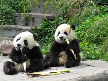 No pandas in the Bifengxia base of the Wolong Nature Reserve were killed or injured in the magnitue-7.0 earthquake which took place in Lushan county in Southwest China's Sichuan province at 8:02 am on Saturday. [File photo]