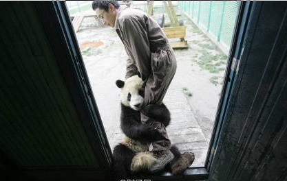 Some pandas were frightened by the magnitue-7.0 earthquake which took place in Lushan county in Southwest China's Sichuan province at 8:02 am on Saturday. [File photo]