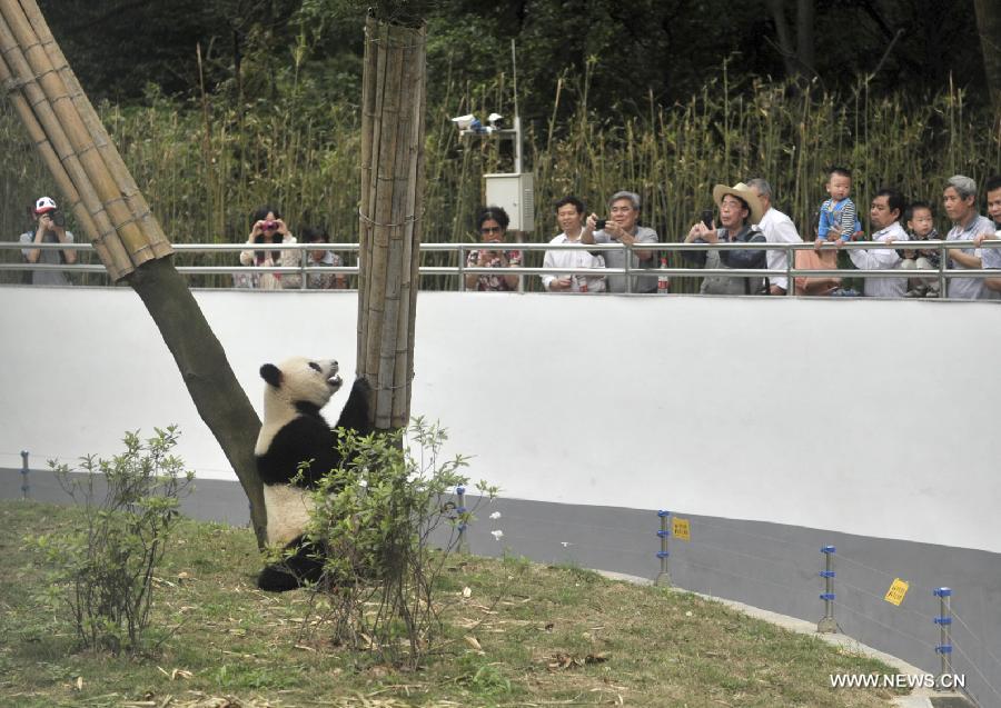 #CHINA-LIUZHOU-GIANT PANDA (CN)