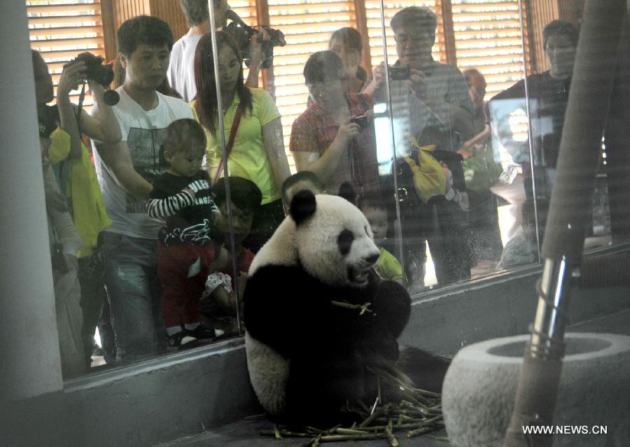 #CHINA-LIUZHOU-GIANT PANDA (CN)