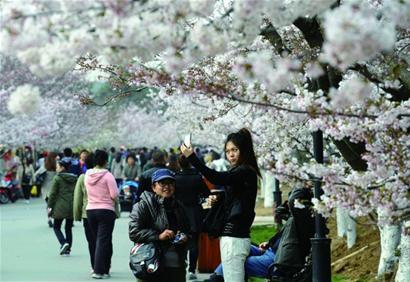 Cherry blossoms in Qingdao's Zhongshan Park in full bloom