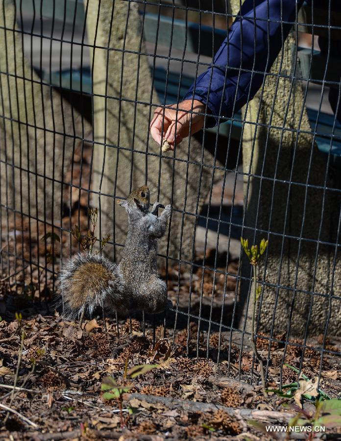 A squirrel reaches for a peanut during a sunny day in Central Park, New York City, the United States, on April 21, 2013. (Xinhua/Niu Xiaolei)