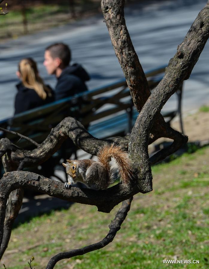 A squirrel rests on a trunk during a sunny day in Central Park, New York City, the United States, on April 21, 2013. (Xinhua/Niu Xiaolei)