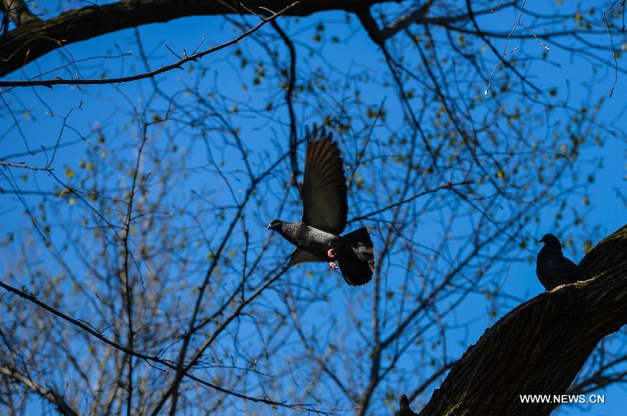 A pigeon flies during a sunny day in Central Park, New York City, the United States, on April 21, 2013. (Xinhua/Niu Xiaolei)