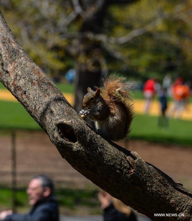 A squirrel eats a peanut on a trunk during a sunny day in Central Park, New York City, the United States, on April 21, 2013. (Xinhua/Niu Xiaolei)