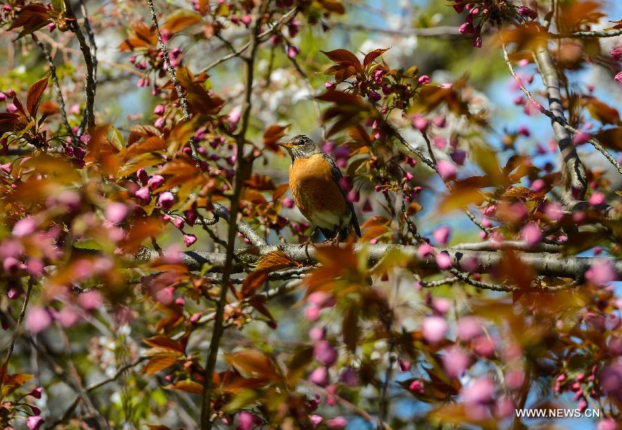 A bird stands on a trunk during a sunny day in Central Park, New York City, the United States, on April 21, 2013. (Xinhua/Niu Xiaolei)