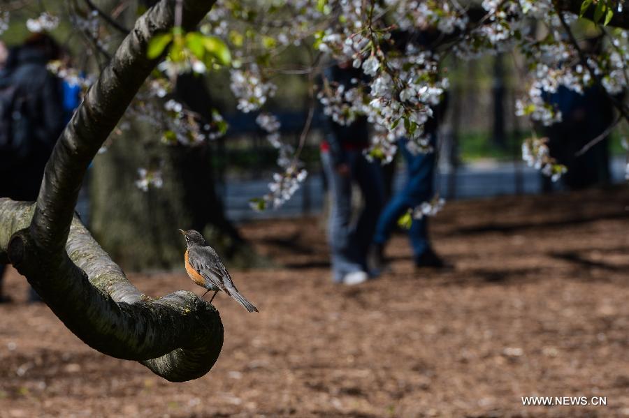 A bird stands on a trunk during a sunny day in Central Park, New York City, the United States, on April 21, 2013. (Xinhua/Niu Xiaolei)