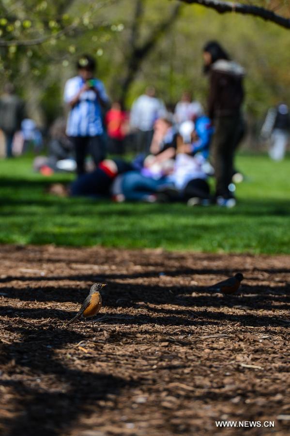 Birds stand on a lawn during a sunny day in Central Park, New York City, the United States, on April 21, 2013. (Xinhua/Niu Xiaolei)