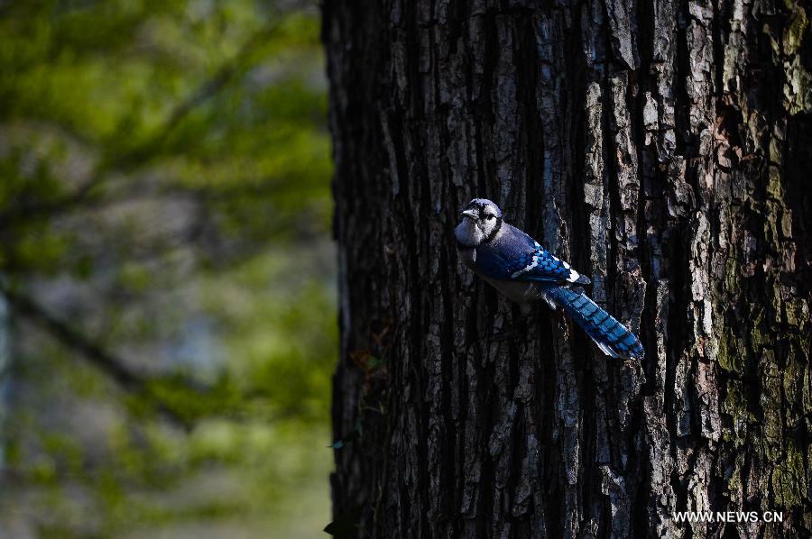 A bird stands on a trunk during a sunny day in Central Park, New York City, the United States, on April 21, 2013. (Xinhua/Niu Xiaolei)