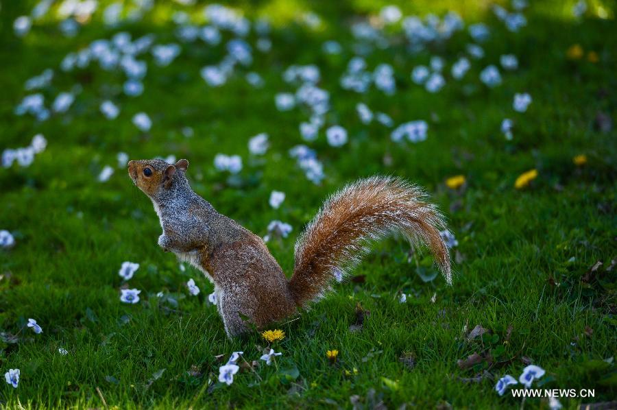 A squirrel stands on a lawn during a sunny day in Central Park, New York City, the United States, on April 21, 2013. (Xinhua/Niu Xiaolei)