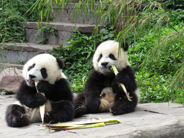 Pandas in Bifengxia Panda Base have suffered little effect from the earthquake that hit Sichuan province, April 20, 2013. [Photo/Xinhua] 